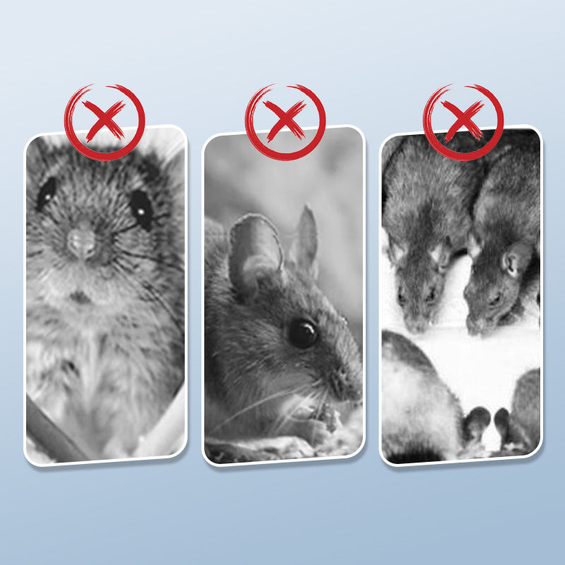 Piège à Rats Réutilisable