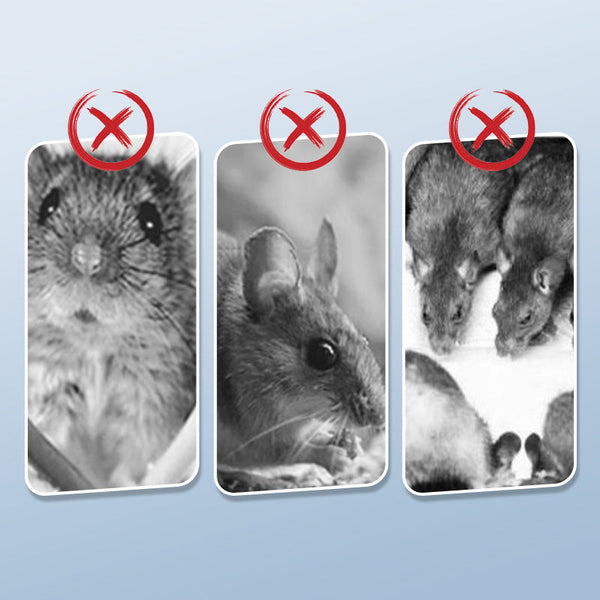 Détails et qualité de fabrication du piège à rats